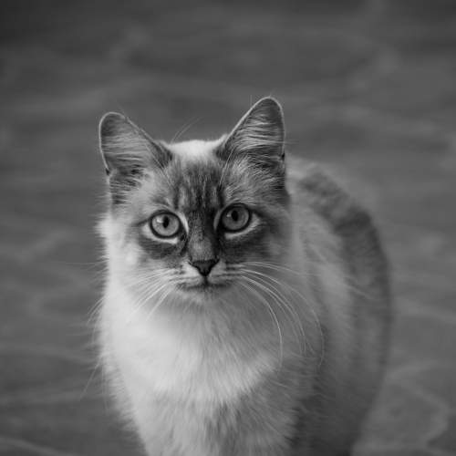 Photo #5924740