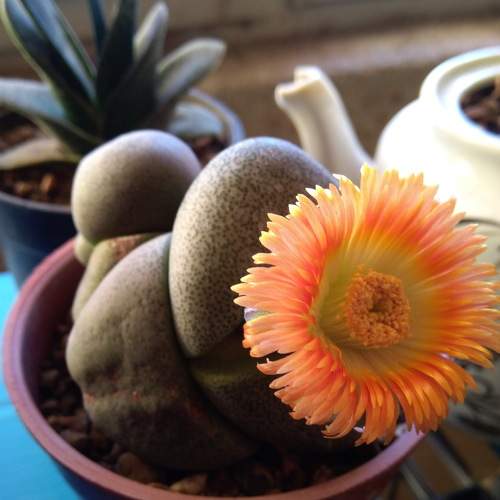 Photo #5925615