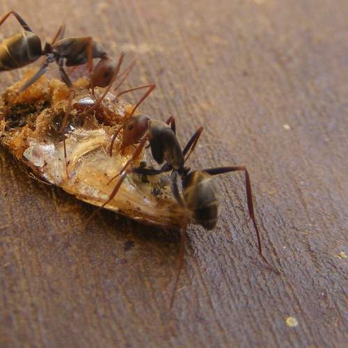 Photo #5925875