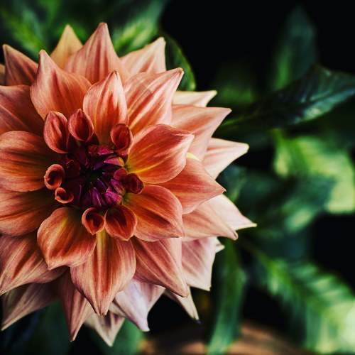 Indian Dahlia