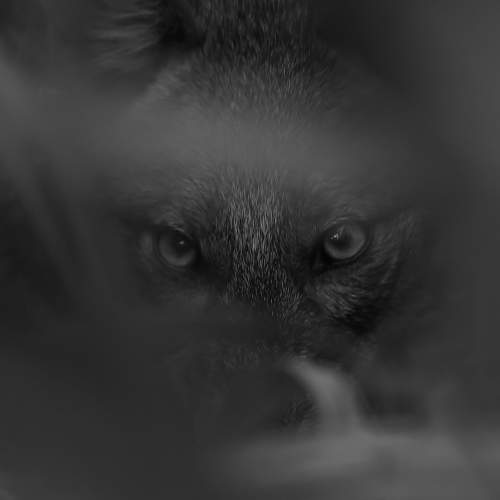 Eyes