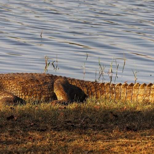 The mugger crocodile