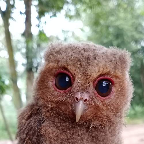 Eye
