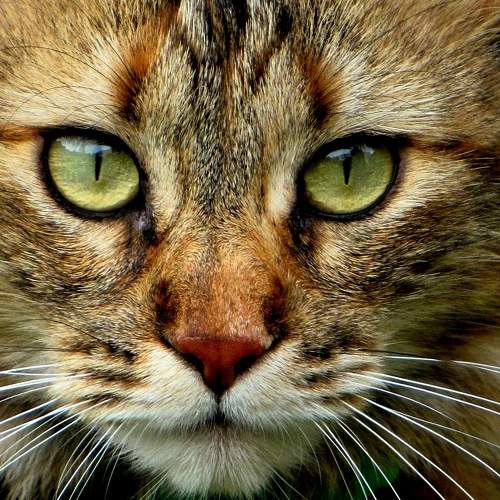 Photo #5929246