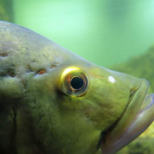 Photo #5930448