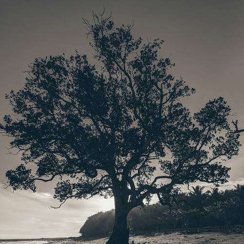 Tree of Life