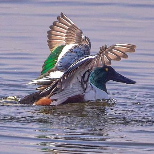 Photo #5930709
