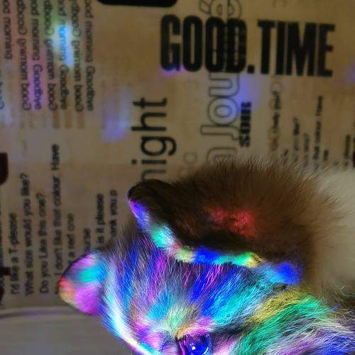 Photo #5930927