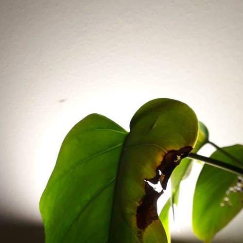 Photo #5932070