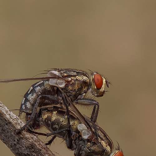 Photo #5932245
