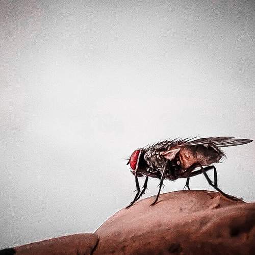 Photo #5933766