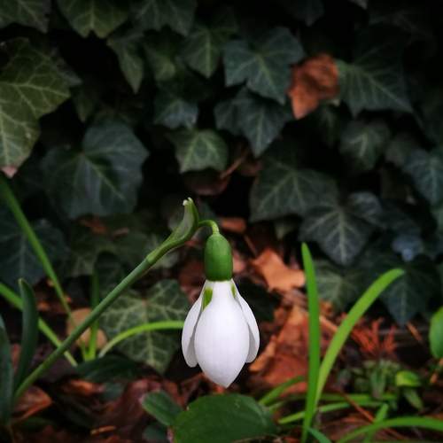 Spring awakening