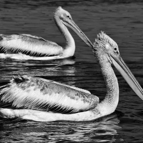 Pelican bird