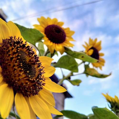 Sunflower and sunrise