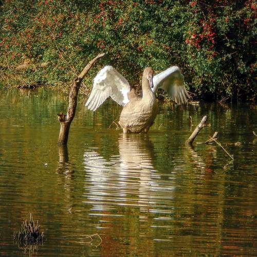 Young swan on the lake