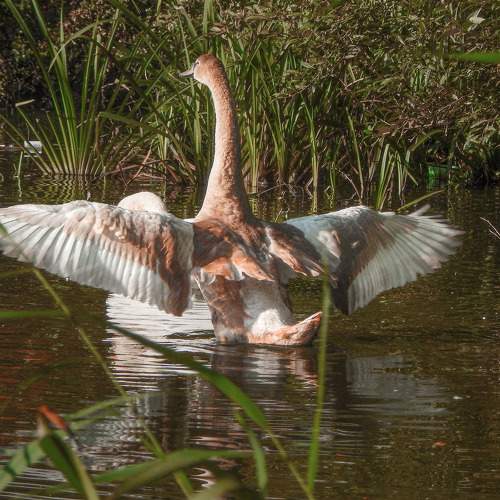 The sweep of a young swan. Взмах молодого лебедя.