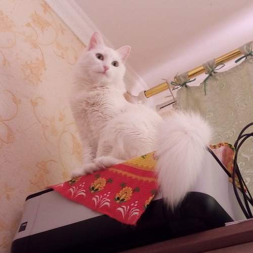 Белочка! Чем выше тем приятнее.