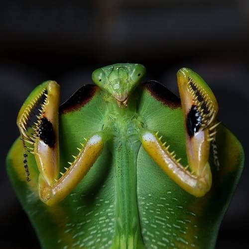 Giant hood mantis