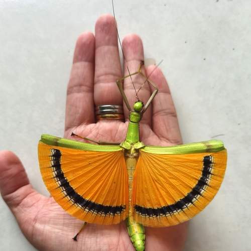 Umbrella stick insect showing off her beautiful wing