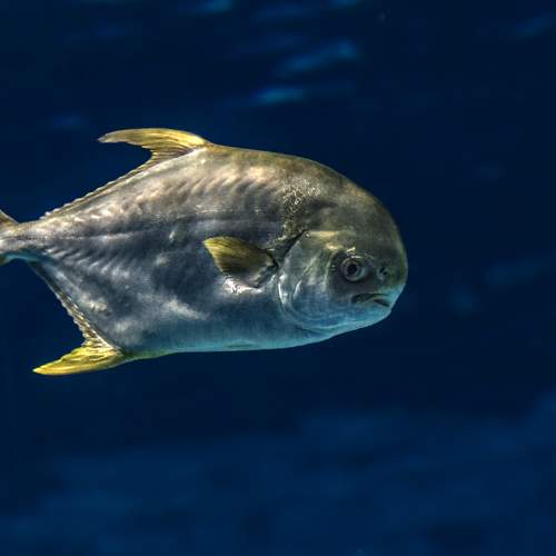 Sea bream