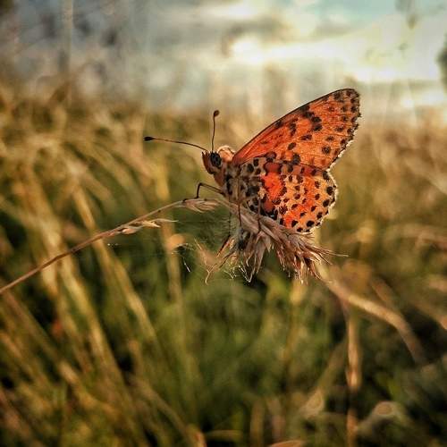 Photo #5938077