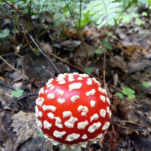 Photo #5941534
