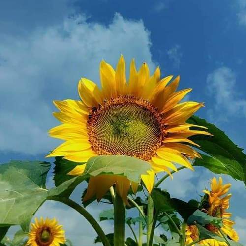 Extraordinary sunflower