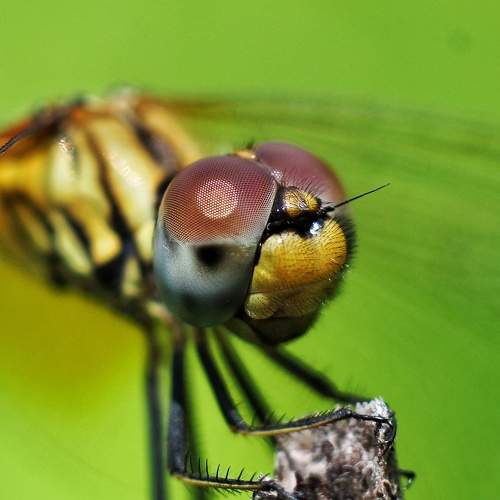 Compound Eyes