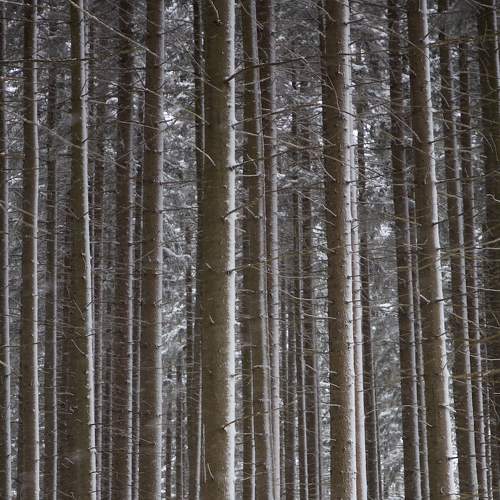 Silence 2