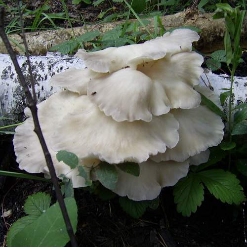 Photo #5942757