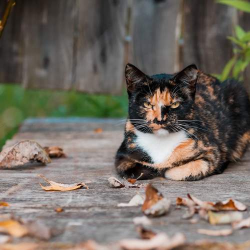 Photo #5944160