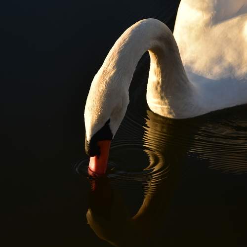 Photo #5944438