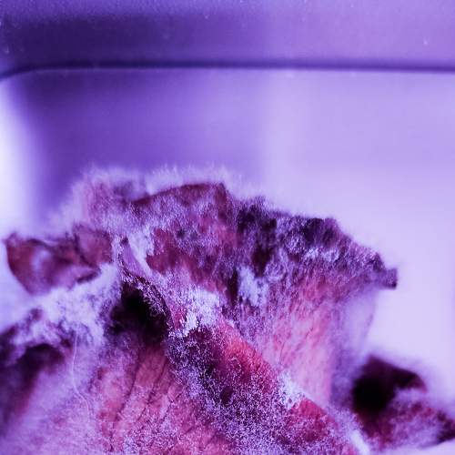 Photo #5945095