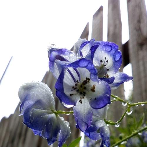Photo #5946083