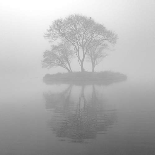 Foggy Morning