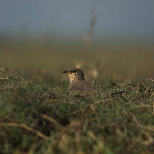 Photo #5948529