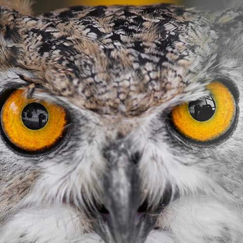 Furious looking