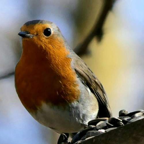 BigEye Robin