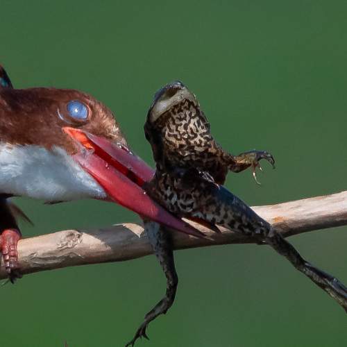 desperate eyes covered by nictitating membrane
