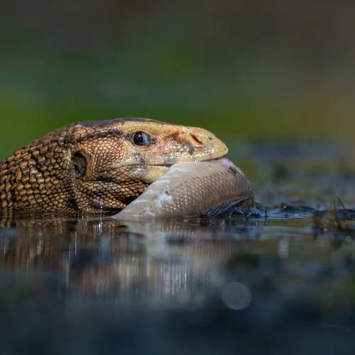 i see if anyone is staring at my food