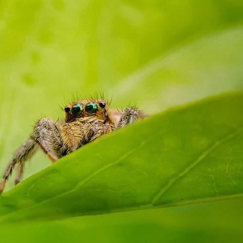 The Eyes of Jumping Spider