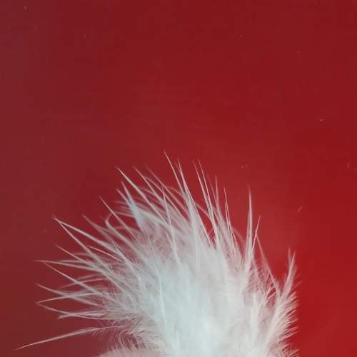 Little White Feather