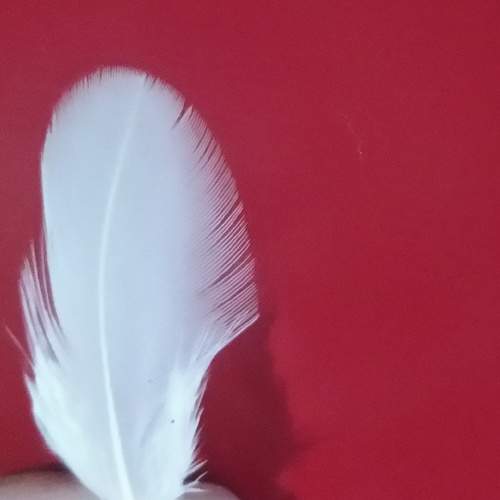 Little White Feather