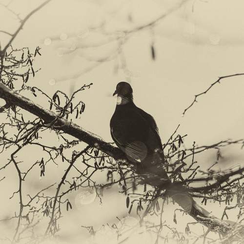 Dove.