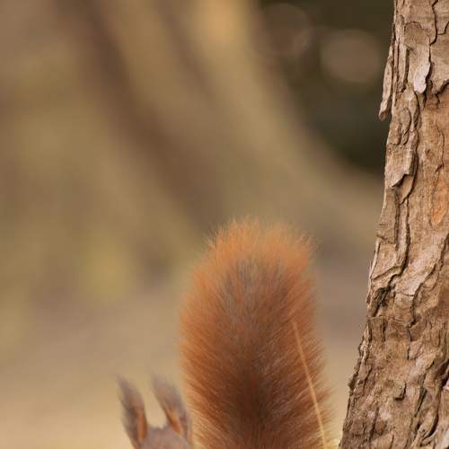 squirrel