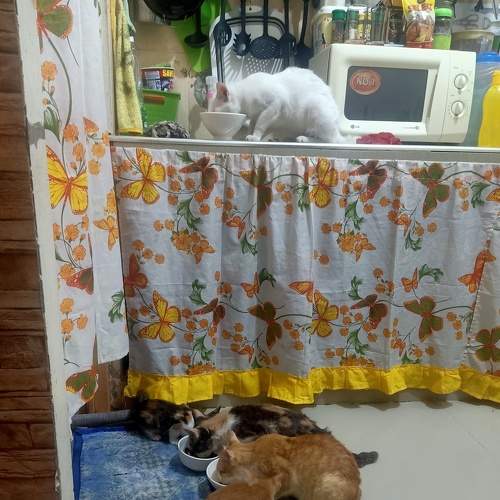 Photo #5955500