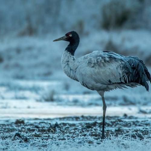 Black-necked Crane