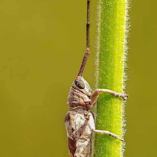 LONG HORN BEETLE.