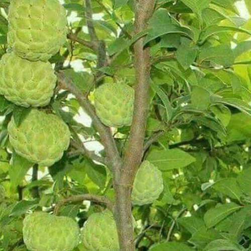 Sugar Apple