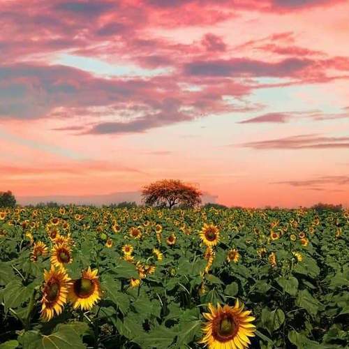 Many are sunflowers